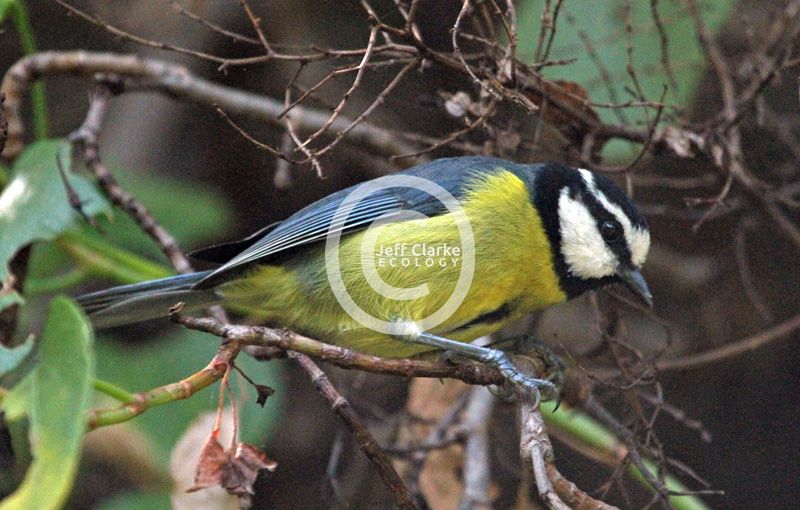 b_0_0_0_10_images_African-Blue-Tit-1-800-Tenerife-and-Gomera-March-2015.jpg