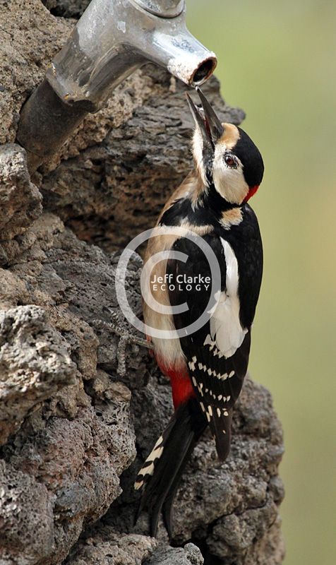 b_0_0_0_10_images_Great-spotted-Woodpecker-race-canariensis-800-Tenerife-JJC-March-2015.jpg