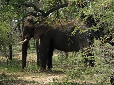 b2ap3_thumbnail_African-Bull-Elephant-Skukuza-051222-1280-JJC-V3.jpg