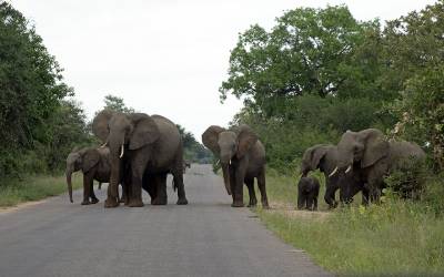 b2ap3_thumbnail_African-Elephants-2-crossing-from-R.-Sabie-091222-1280-JJC.jpg