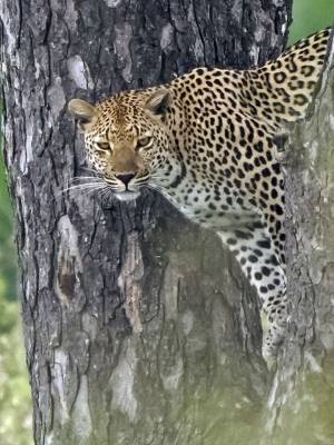 b2ap3_thumbnail_African-Leopard-female-2-near-Skukuza-camp-1000-JJC.jpg