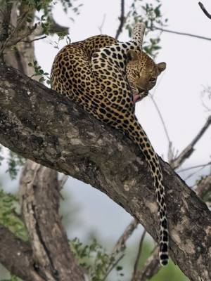 b2ap3_thumbnail_African-Leopard-female-grooming-near-Skukuza-camp-1000-JJC.jpg