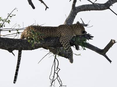 b2ap3_thumbnail_African-Leopard-snoozing-naer-Skukuza-051222-1280-JJC.jpg