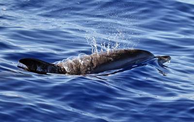 b2ap3_thumbnail_Atlantic-Spotted-Dolphin-blowing-Funchal-Roto-de-Cetaceos-280915-JJC1280.jpg