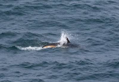 b2ap3_thumbnail_Atlantic-White-sided-Dolphin-Faroe-Shelltand-Trough--250619-JJC.jpg