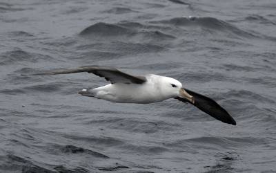 b2ap3_thumbnail_Black-browed-Albatross-imm-Magellan-strait-190222-1280-JJC.jpg
