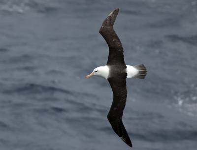 b2ap3_thumbnail_Black-browed-Albatross-near-Cape-Horn-Feb-2022-1280-JJC.jpg