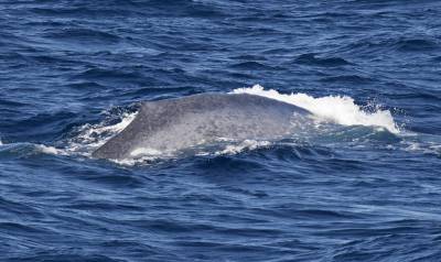 b2ap3_thumbnail_Blue-Whale-dorsal-1280-off-Baja-California-Feb-2019-JJC.jpg