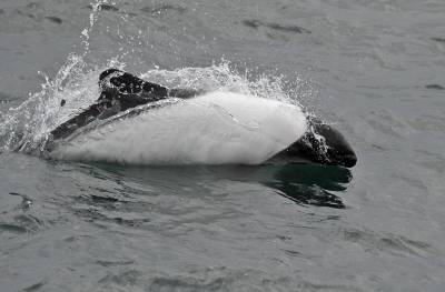 b2ap3_thumbnail_Commersons-Dolphin-Megellan-Strait-190222-1280-JJC.jpg