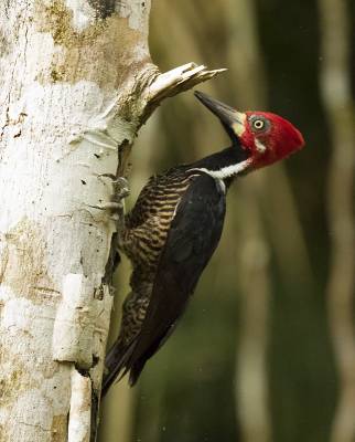 b2ap3_thumbnail_Crimson-crested-Woodpecker-male-Pipeline-Road-Gamboa-Panama-050219-800-JJC.jpg