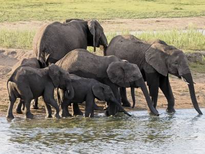 b2ap3_thumbnail_Elephant-herd-drinking-at-Nsemani-Dam-071223-1280-JJC.jpg