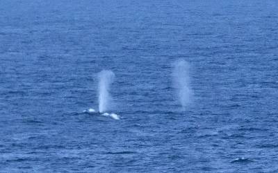 b2ap3_thumbnail_Fin-Whale-blows-at-dusk-Faroe-Shetland-trough-250619-800-JJC.jpg