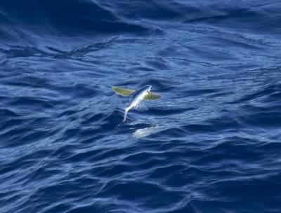b2ap3_thumbnail_Flying-fish-2-Banda-Sea-Jan-2020-Cheilopogon-Sp.-1280-JJC.jpg