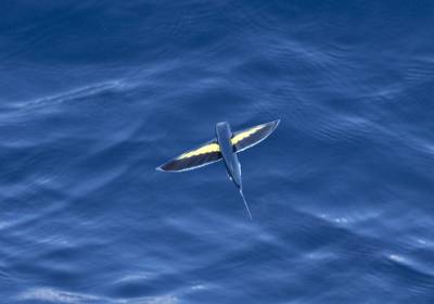 b2ap3_thumbnail_Flying-fish-Banda-Sea-Jan-2020-Cheilopogon-Sp.-1280-JJC.jpg