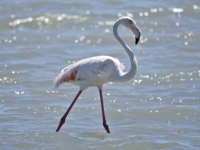 b2ap3_thumbnail_Greater-Flamingo-West-Coast-NP-011222-1280-JJC.jpg