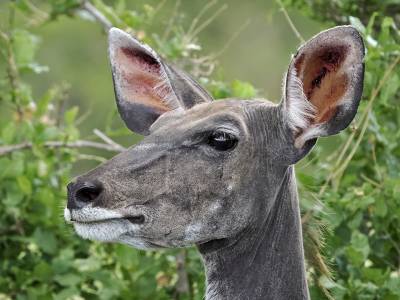b2ap3_thumbnail_Greater-Kudu-female-headshot-near-Satara-1280-071222-JJC.jpg