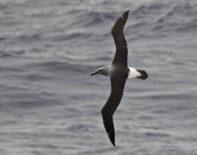 b2ap3_thumbnail_Grey-headed-Albatross-3-near-Cape-Horn-220222-1280-JJC.jpg
