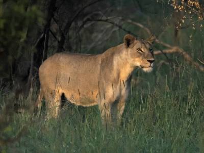 b2ap3_thumbnail_Lioness-caught-in-the-first-rays-of-sunrise-Satara-low-noise-1280-081222-JJC.jpg