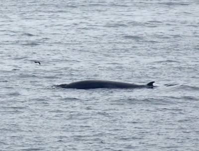 b2ap3_thumbnail_Minke-Whale-off-North-Anglesey-1280-260721-JJC.jpg