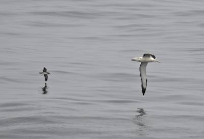 b2ap3_thumbnail_Northern-Royal-Albatross-and-Pink-footed-Shearwater-Humboldt-current-140222-1280-JJC.jpg