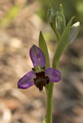 b2ap3_thumbnail_Ophrys-apifera-var.-almaracensis-El-Sierro-1000-May-2018-JJC.jpg