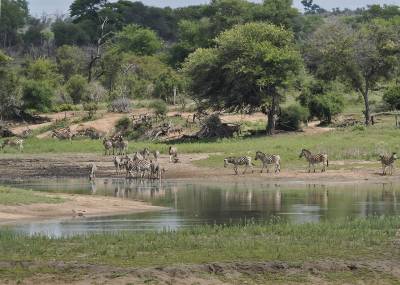 b2ap3_thumbnail_Plains-Zebra-herd-drinking-at-Nsemani-Dam-071222-1280-JJC.jpg