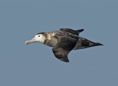 b2ap3_thumbnail_Snowy-Wandering-Albatross-2-off-Golfo-de-Penas-1280-LRD-160522.jpg