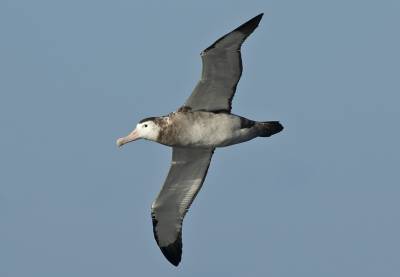 b2ap3_thumbnail_Snowy-Wndering-Albatross-off-Golfo-de-Penas-1280-LRD-160522.jpg