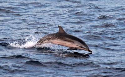 b2ap3_thumbnail_Striped-dolphin-at-dusk-southern-Biscay-031015-JJC.jpg