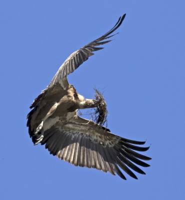b2ap3_thumbnail_Vulture-with-nesting-material-Extremadura-May-2018-1000-JJC.jpg