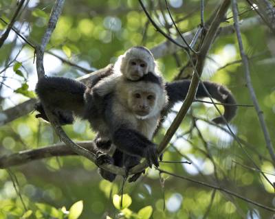 b2ap3_thumbnail_White-faced-Capuchin-mother-and-baby-Carara-Reserve-080219-800-JJC.jpg