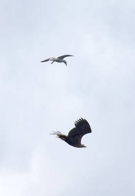 b2ap3_thumbnail_White-tailed-Eagle-mobbed-by-Herring-Gull-Mull-220619-JJC.jpg