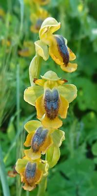 b2ap3_thumbnail_Yellow-Bee-Orchid-800-Extremadura-May-2018-JJC.jpg